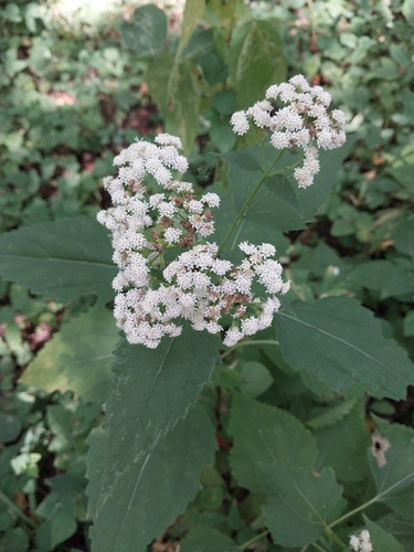 white snakeroot