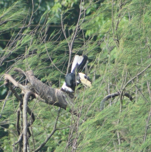Malabar Pied Hornbill