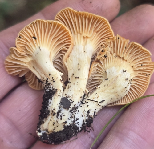 Meadow Waxcap
