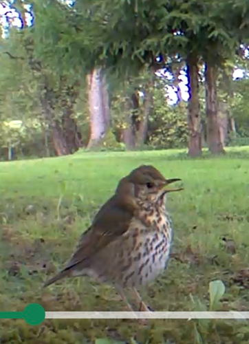 Song Thrush