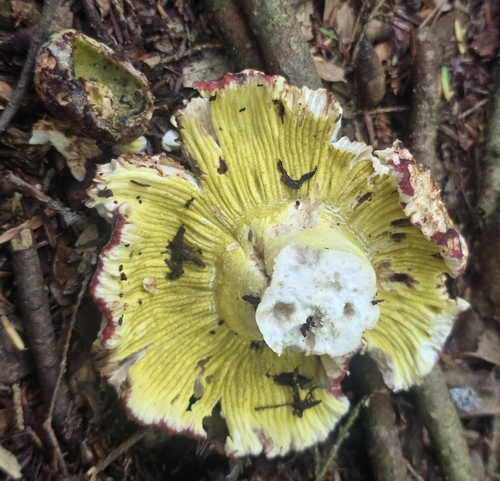 Yellow-green Russula Mold
