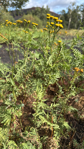 tansy