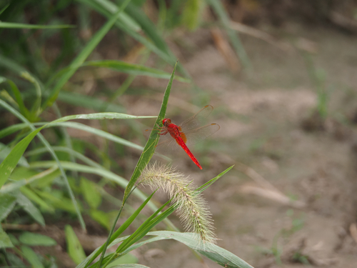 Scarlet Skimmer