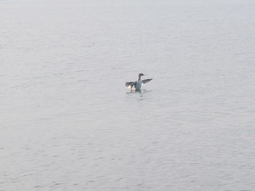 Common Merganser