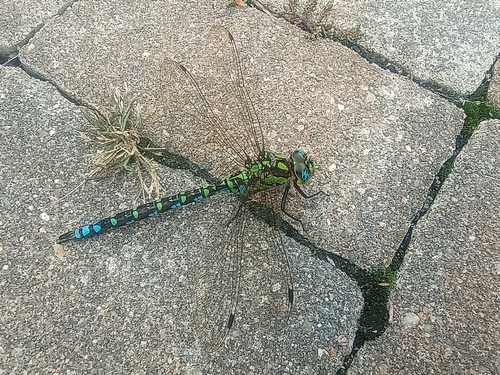Southern Hawker