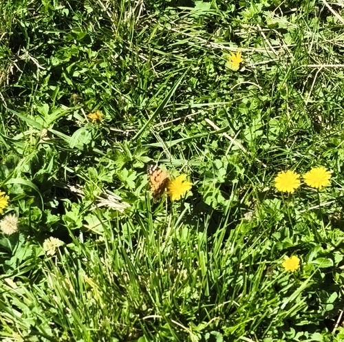 Painted Lady