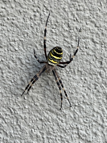 Wasp Spider