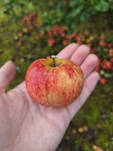 apple