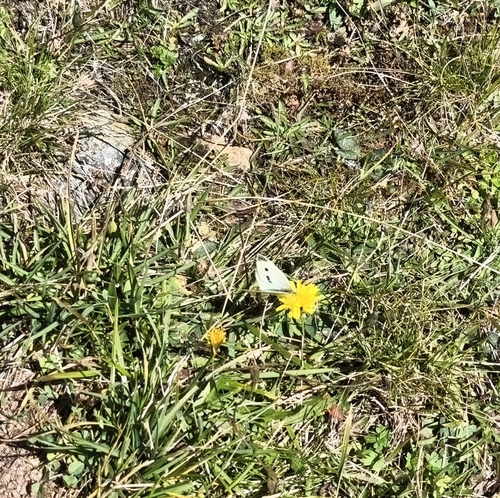 Small White