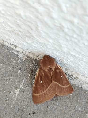 Grass Eggar