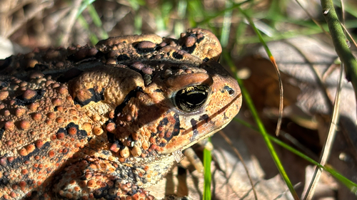 American Toad