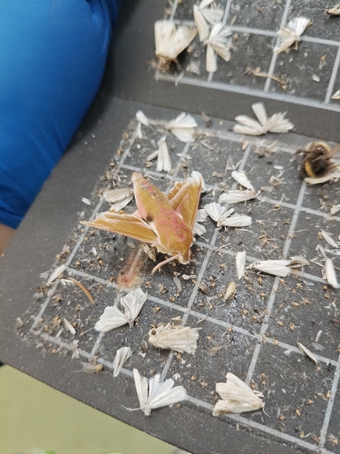 Elephant Hawkmoth