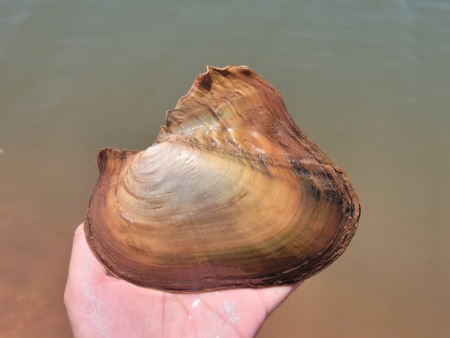 Cockscomb Mussel