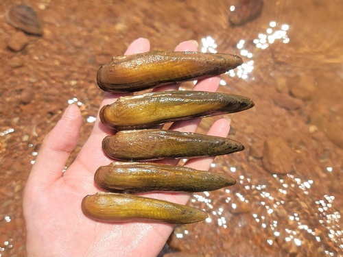 Lanceolaria grayii