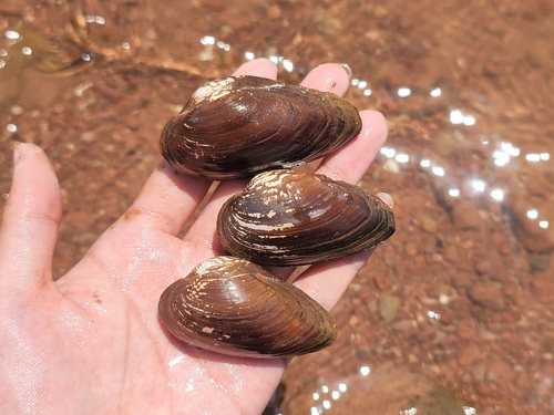 Nodularia douglasiae