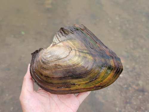 Cockscomb Mussel