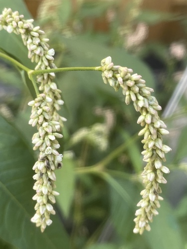 pale smartweed