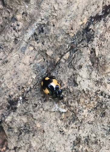 Ceratomegilla alpina alpina