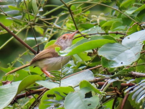 Common Tailorbird
