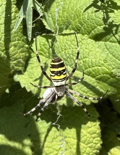 Wasp Spider