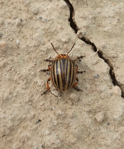 Colorado Potato Beetle