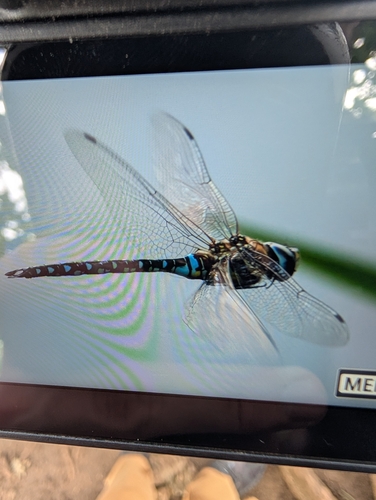 Migrant Hawker