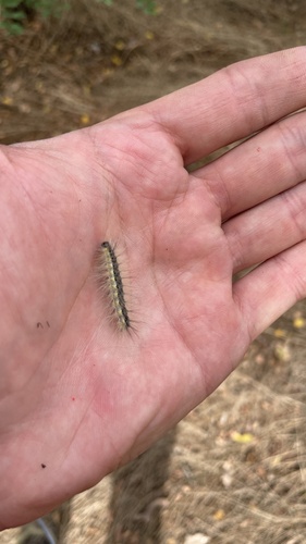 Fall Webworm Moth