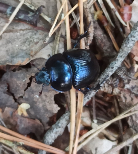 Woodland Dor Beetle