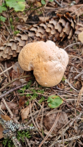 Wood Hedgehog
