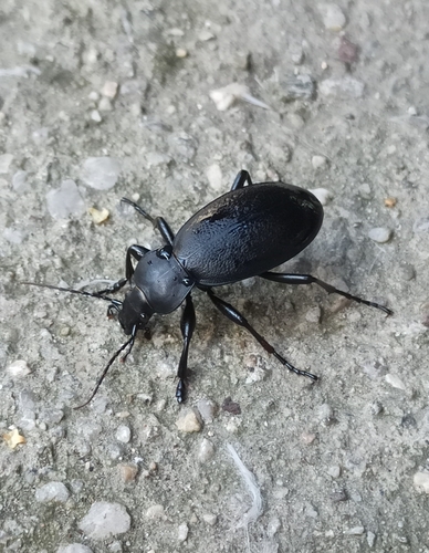 Leather Beetle