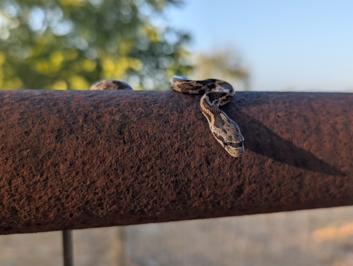 Western Ratsnake