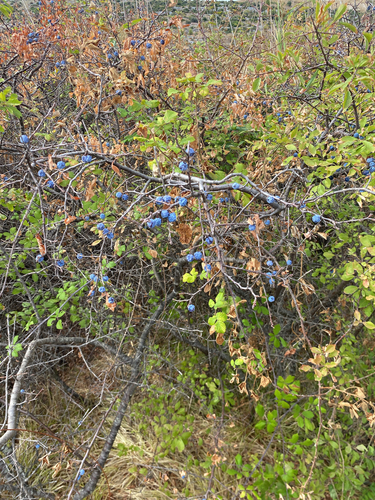 Blackthorn