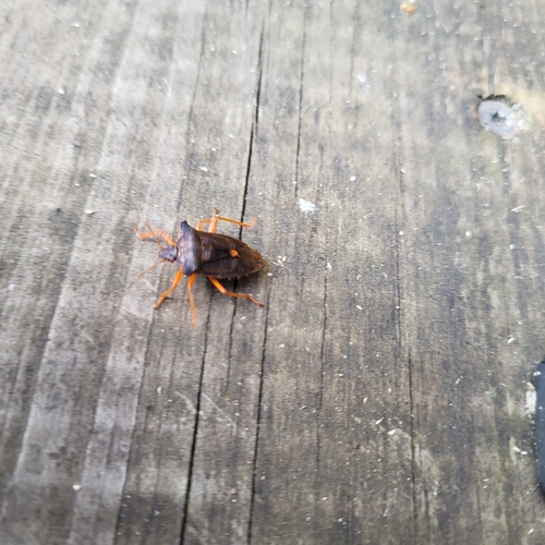 Forest Bug
