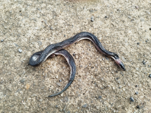 Asian Sunbeam Snake