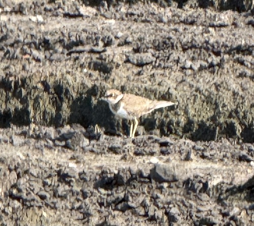 Little Ringed Plover (Northern)