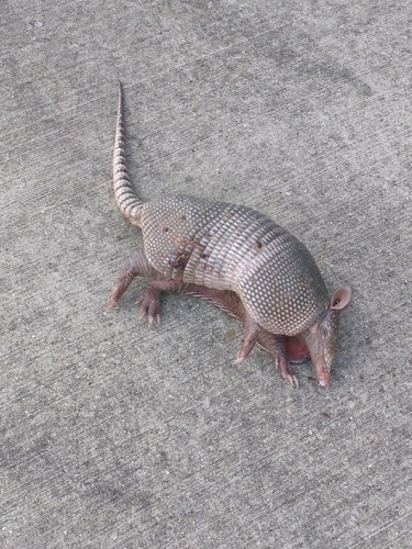 Mexican Long-nosed Armadillo