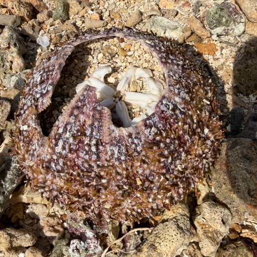 Flower Urchin