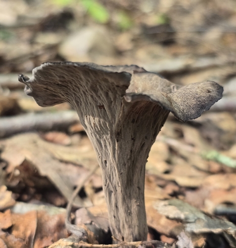 Eastern Black Trumpet