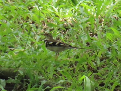Forest Wagtail