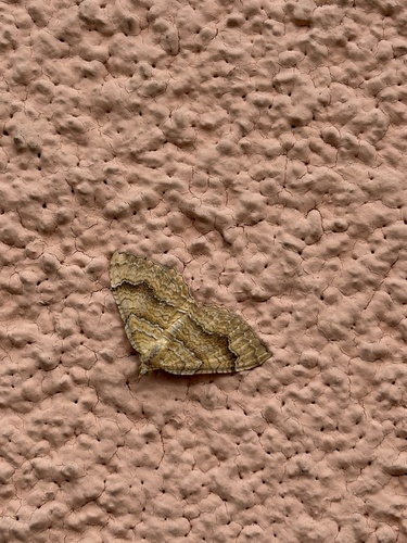 Yellow Shell Moth