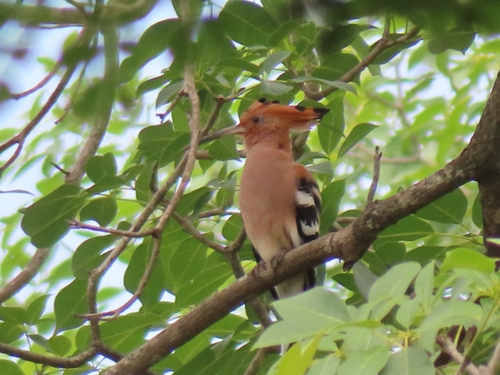 Common Hoopoe