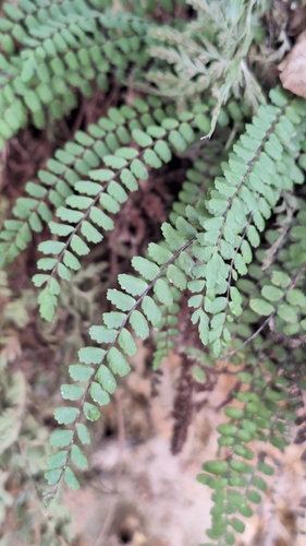 maidenhair spleenwort