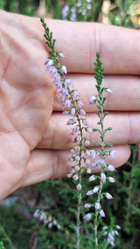 common heather