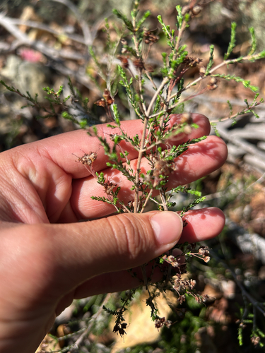 Erica umbellata
