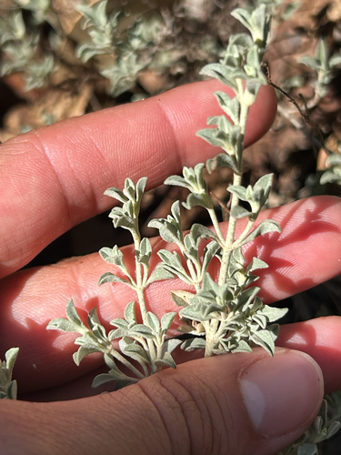 Basil-leaved Rockrose