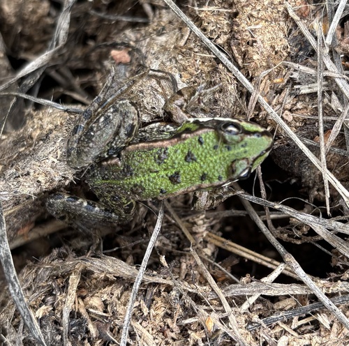 Edible Frog