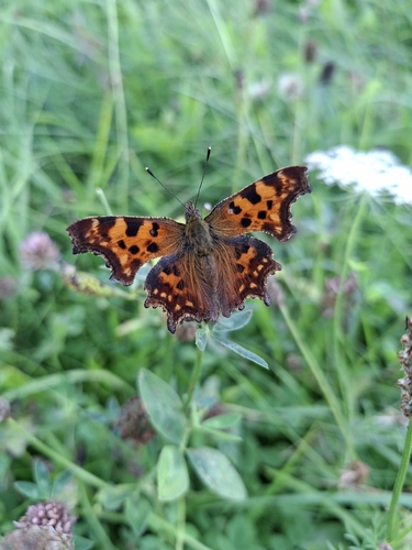 European Comma