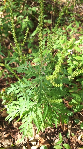 common ragweed