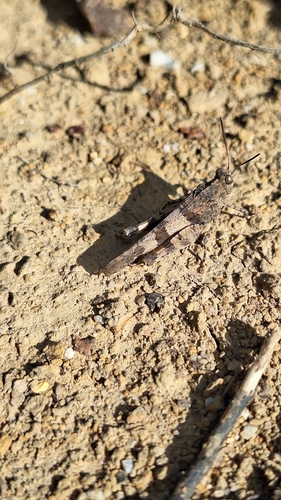 Blue-winged Grasshopper