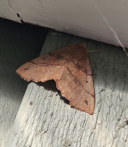 Feathered Thorn